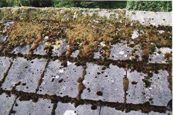 Gallery Photo 1